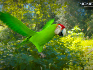 Wild parrot animated Model 3D
