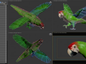 Wild parrot animated Model 3D