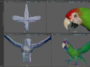Wild parrot animated Model 3D
