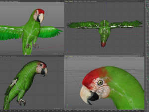 Wild parrot animated Model 3D