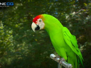Wild parrot animated Model 3D