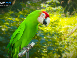 Wild parrot animated Model 3D