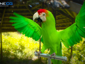 Wild parrot animated Model 3D