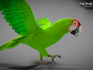 Wild parrot animated Model 3D