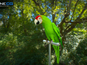 Wild parrot animated Model 3D