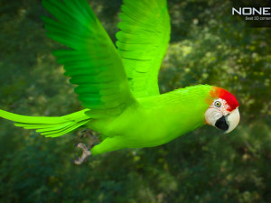 Wild parrot animated Model 3D
