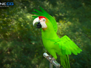 Wild parrot animated Model 3D
