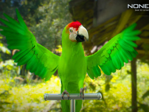 Wild parrot animated Model 3D