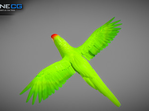 Wild parrot animated Model 3D