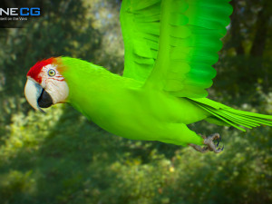 Wild parrot animated Model 3D