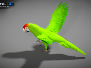 Wild parrot animated Model 3D