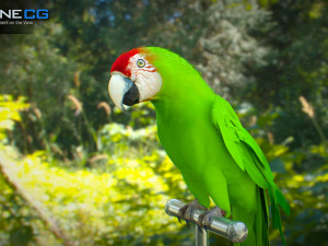 Wild parrot animated Model 3D