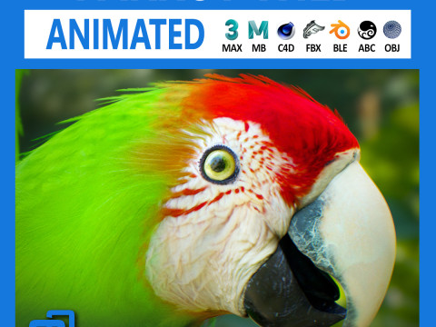 Wild parrot animated 3D-Modell