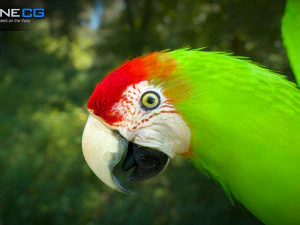 Parrot pack animated 3D Model