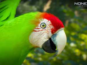 Parrot pack animated 3D Model