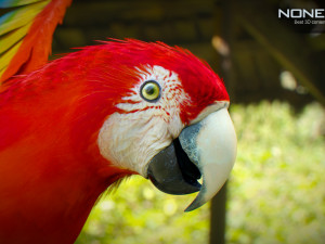 Parrot pack animated 3Dモデル