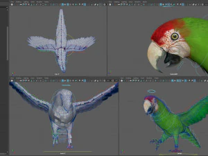 Parrot pack animated 3D Model