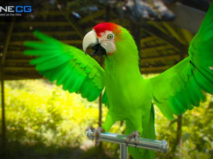 Parrot pack animated 3D Model