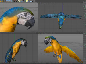 Parrot pack animated 3Dモデル