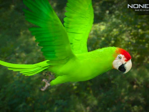 Parrot pack animated 3D Model