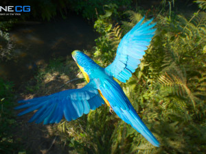 Parrot pack animated 3Dモデル