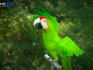 Parrot pack animated 3D Model