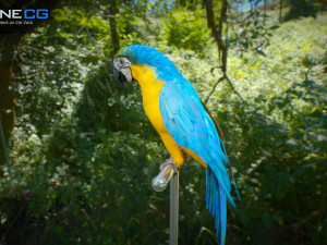 Parrot pack animated 3Dモデル
