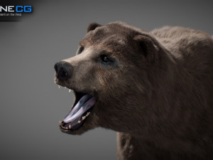 Animated Bear Modelo 3D