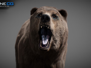 Animated Bear Modelo 3D