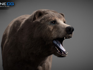 Animated Bear Modelo 3D