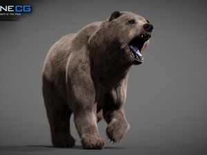 Animated Bear Modelo 3D