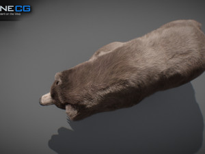 Animated Bear Modelo 3D
