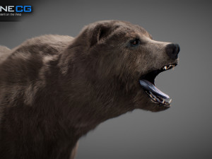 Animated Bear Modelo 3D