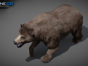 Animated Bear Modelo 3D