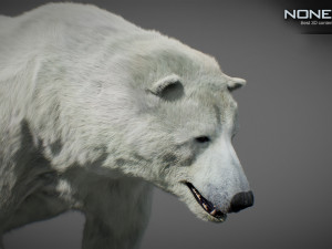 Animated Polar Bear Modello 3D