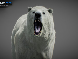 Animated Polar Bear Modello 3D