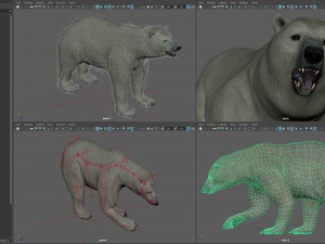 Animated Polar Bear Modello 3D