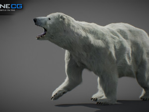 Animated Polar Bear Modello 3D