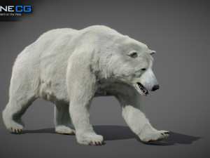 Animated Polar Bear Modello 3D