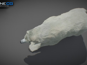 Animated Polar Bear Modello 3D