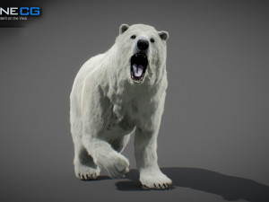 Animated Polar Bear Modello 3D