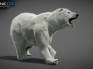 Animated Polar Bear Modello 3D