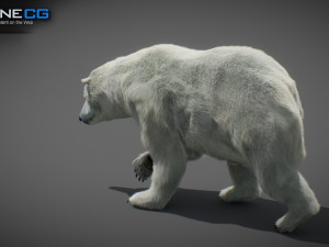 Animated Polar Bear Modello 3D