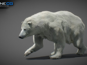 Animated Polar Bear Modello 3D