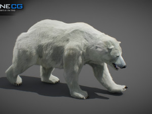 Animated Polar Bear Modello 3D