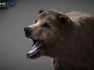 Pacchetto Orsi animati Modello 3D