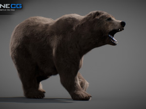 Animated Bears Pack Model 3D