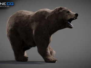 Pacchetto Orsi animati Modello 3D