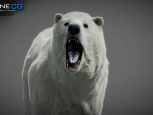 Pacchetto Orsi animati Modello 3D