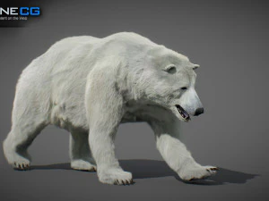 Pacchetto Orsi animati Modello 3D